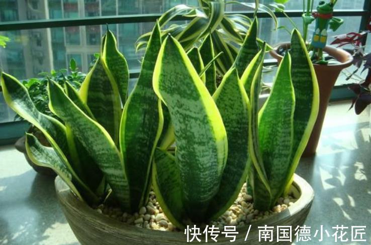 新芽|天一转凉，虎皮兰就饿了？常用它喂喂，补营养，盆栽呼呼出新芽