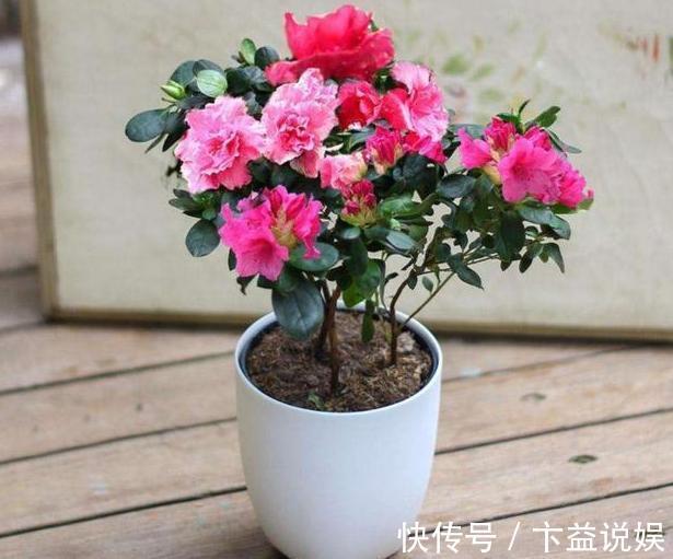 养殖|7款颜值高、管理容易的植物,忒适合地栽、盆栽,个个枝繁叶茂