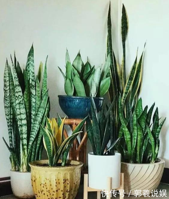金枝玉叶|适合客厅养的5种“耐旱花”,30天不浇水也能爆盆,漂亮大气