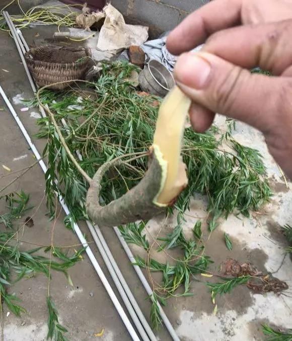  大白|柳树皮养花是一绝，比生根粉还厉害，泡水浇盆里大白根直冒！