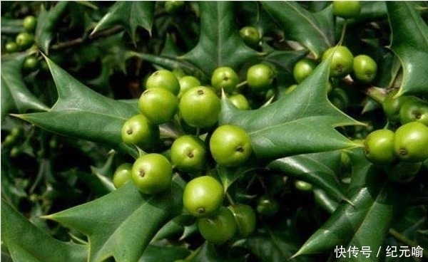 肝肾|生长在农村玩的一怪树,居然是补肝肾的好东西