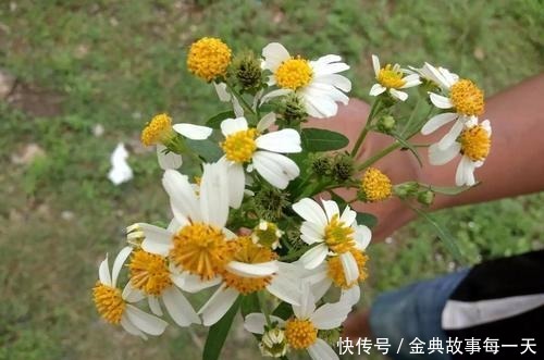 野地一种“鬼针草”，农民都讨厌它，却不知它是草药的瑰宝
