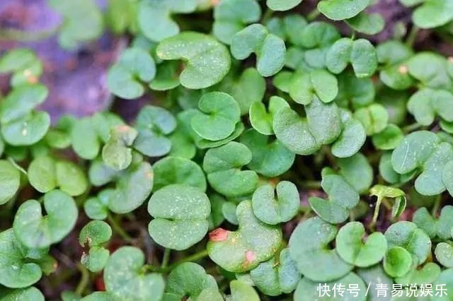 农民|农田里的野草，农民当杂草除，城里卖8元一斤，是上好野菜！