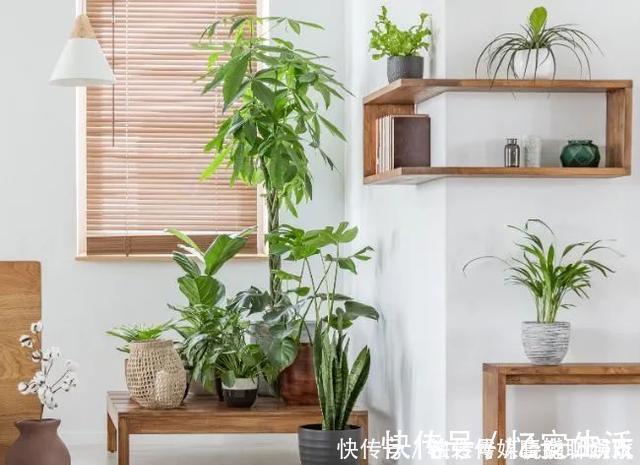 凉开水|用自来水、雨水、桶装水和凉开水养花的差别,哪种水养花最好呢