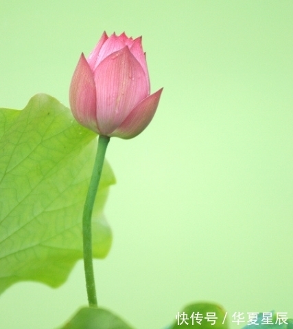 属相|10月底，鸿运当头，4属相桃花朵朵，机遇不断，生活一顺百顺