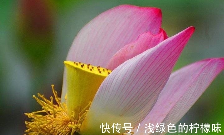 大明湖|大明湖百亩荷花鲜艳夺目，整个公园变成了鲜花的海洋