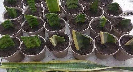 爱花人别闲着，4种花冬季也可以扦插，养满一阳台！