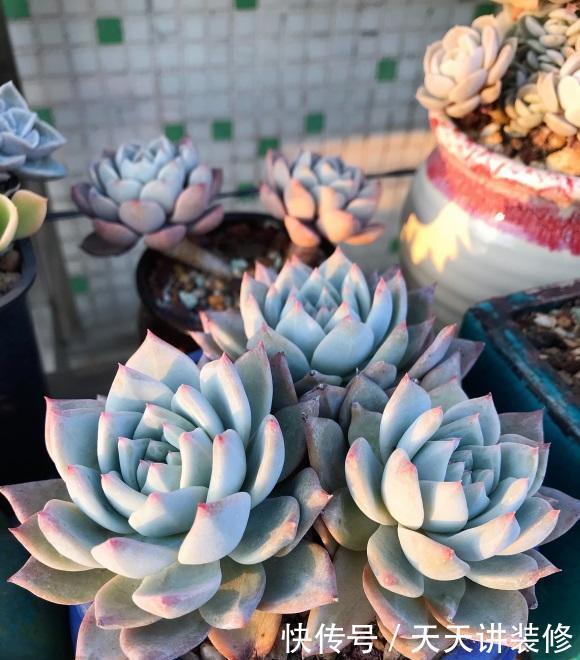 多肉需要施肥吗 以 钙元素 为主 其它肥料不要用 影响生长 快资讯 多肉需要施肥吗 以 钙元素 为主 其它肥料不要用 影响生长 快资讯