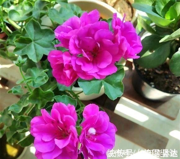 红女巫|此“花”一年开花好几次,花朵漂亮似玫瑰,养在阳台路人都夸美!