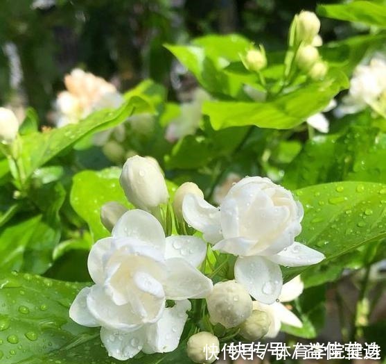 枝条|家里没有强光照,4种花不要养,根本长不好、不开花,纯属浪费钱!