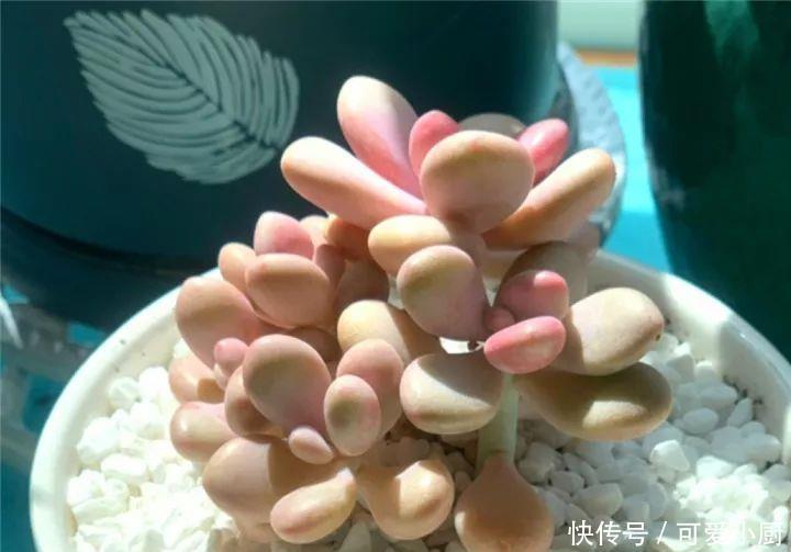 多肉盆栽植物:多肉品种太多了,简单分成6大类,看完再也养不死