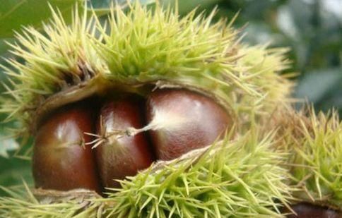 女性想年轻，多吃的好食物，增强机体免疫力、补脑健脑，美容养颜