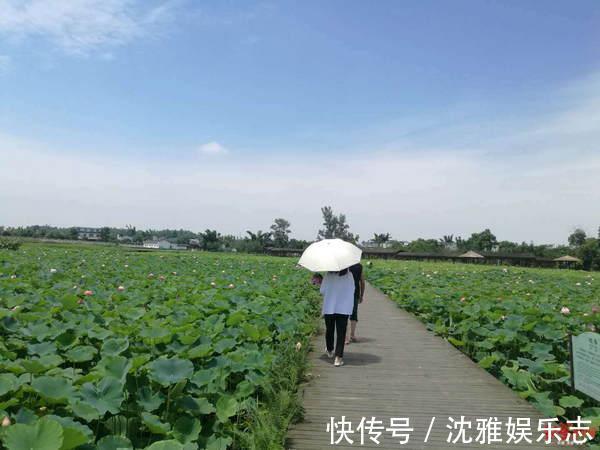 游客|景区数百亩荷花被偷盗一空，游客强入两次报警，景区根本拦不住