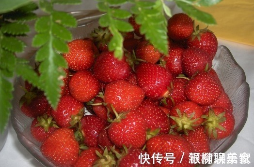 妙招|草莓好吃却很难保存教你4个保存草莓的小妙招，存放多久都不坏