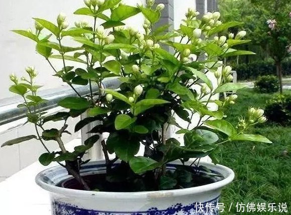 更香|只要掌握这3点,就能让你的盆栽茉莉多开花、花更香,以后不愁没花看
