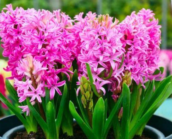 家养几款花卉,开花勤爱爆盆,直接变成小花园