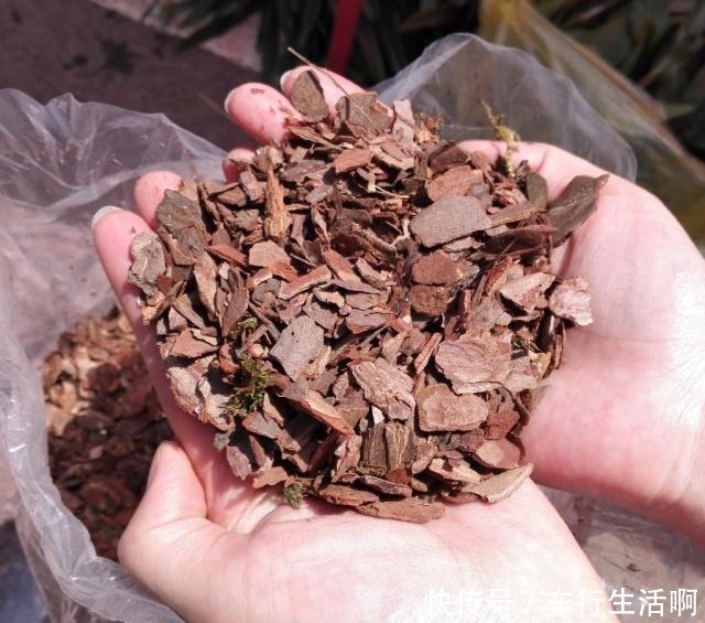 养君子兰,盆底放1把“它”,叶绿开花大,比花肥好10多倍!