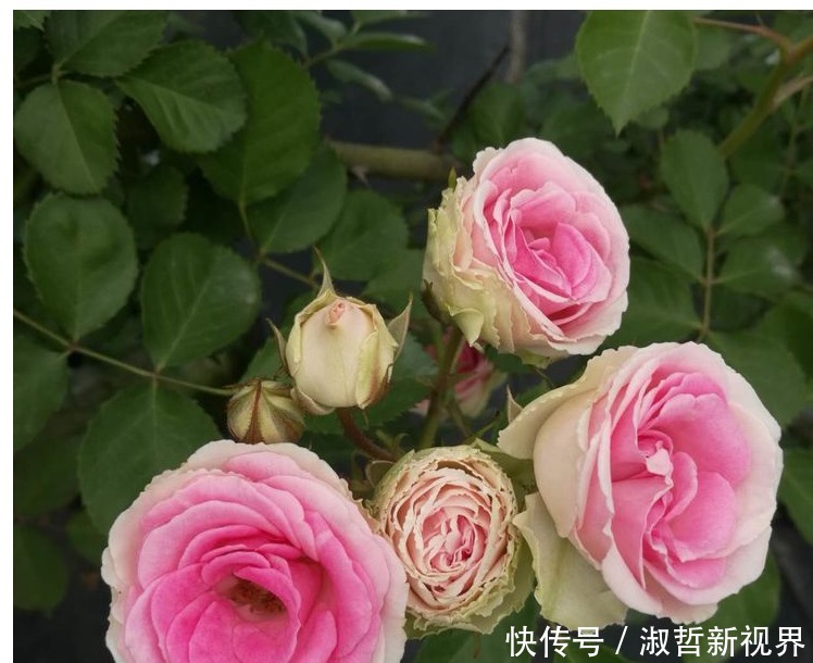 植物|养花肥难找原来白糖才是最好有肥料,从此不用买高价花肥了