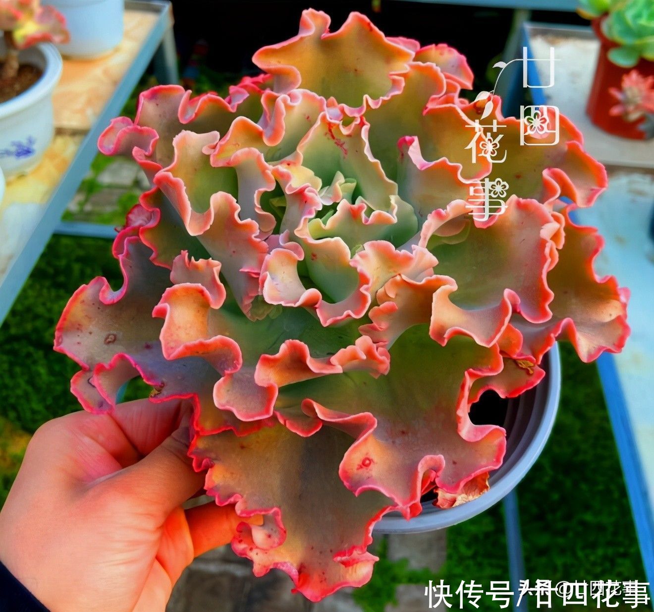 徒长|夏天养多肉，学会基础的“保命5招”，远比所谓“绝招”实在