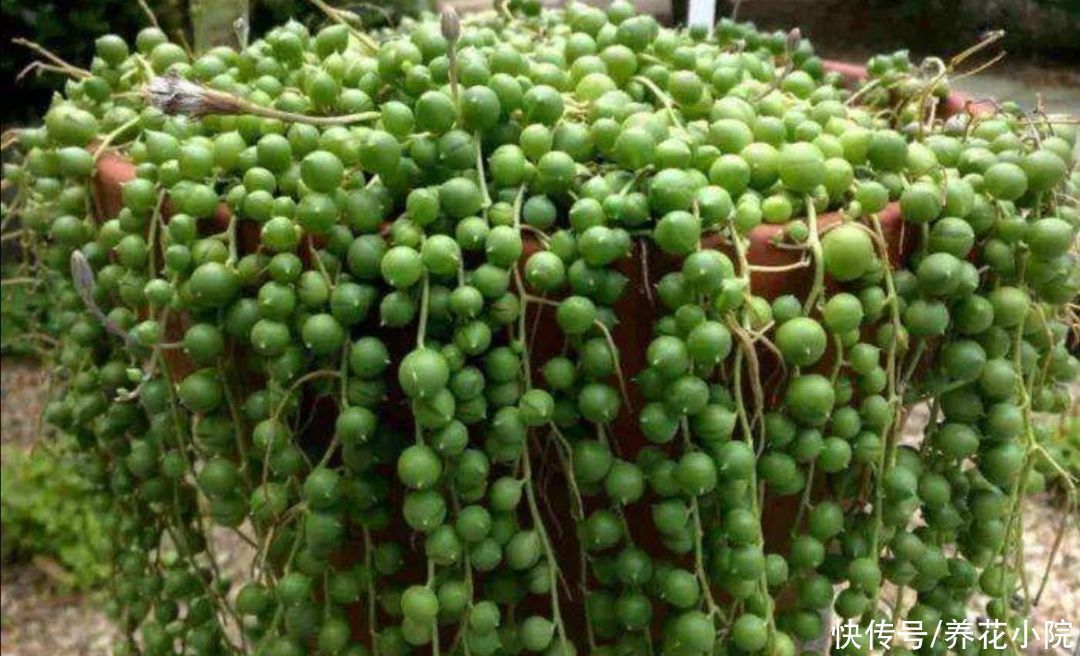 珍珠吊兰|4种花都叫吊兰，形态各不相同，你喜欢养哪一种呢？