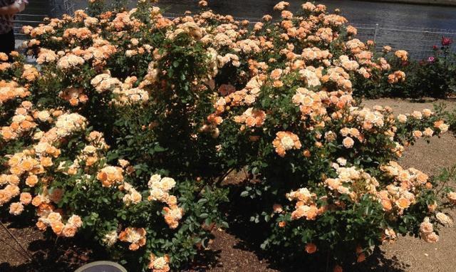 10月过半,养花就选这6样,随便2株就能将阳台、庭院变成花海