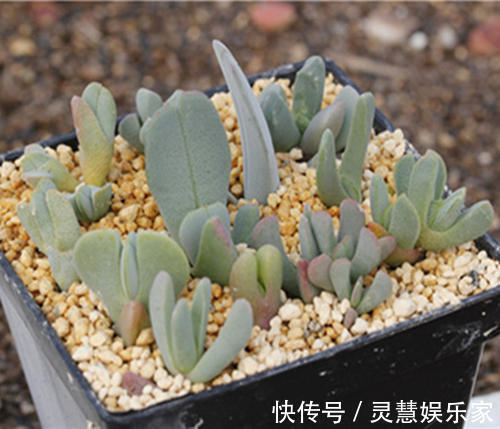 这多肉长的还真怪，像龙虾的“大钳子”，你敢养吗