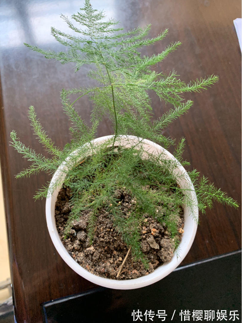 根部|文竹养着养着就黄叶浇水浇对了，叶子常年绿油油！