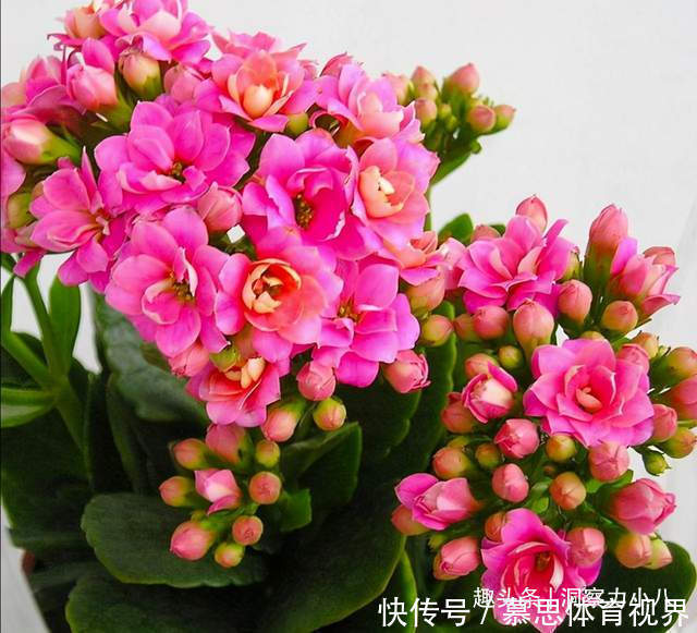 想长寿花多冒苞，土里埋下这“两料”，蹭蹭窜芽，开出层叠群花