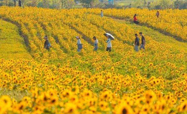 乡村|赏花、露营、吃五谷、逛古村，乡村游火爆开启“向往的生活”