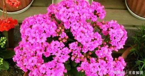 花草|3种“花”，6月“打顶”，剪上几刀，枝繁叶茂、花开繁盛！