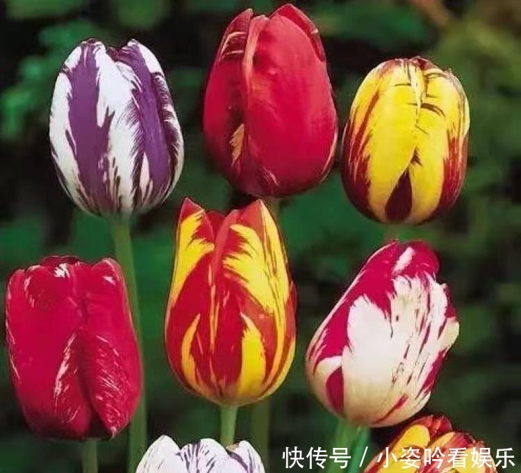 植物界|世界上最贵的6种花,植物界的“无价之花”,看看你认识几种