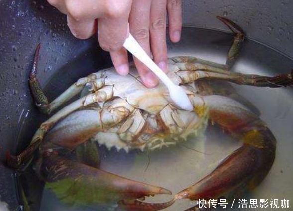 不管蒸什么螃蟹,最忌直接蒸!多加这1步,既不掉腿也不流黄