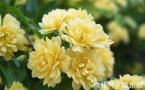 家养3种“爬藤花”,30天不到成“花墙”,香气四溢“满墙香”