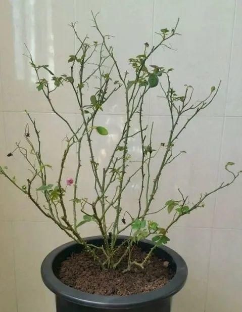 月季发芽后，新叶泛黄怎么办？3个原因，1个解决办法！