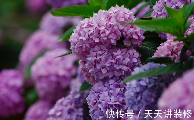 扦插|趁热快进行扦插,以下花扦插正当时,养护到位,生根发芽没问题