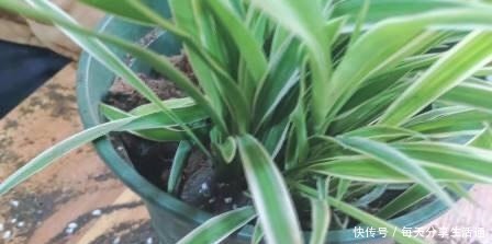 春季养吊兰,不必换盆,只用1个“方法”,叶子宽又绿,长爆盆!