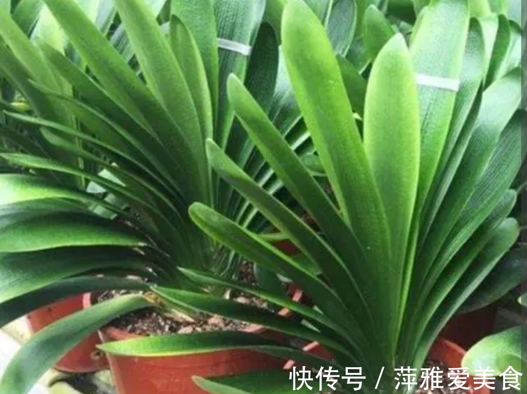 冬天养君子兰,做对4件事,叶子浓绿光亮,顺利开花