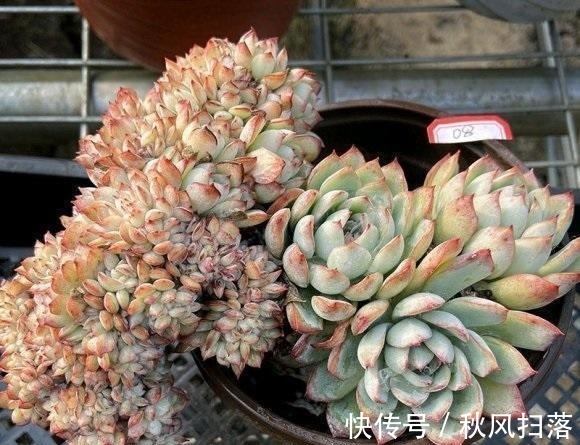 养好多肉分几步?2步就够,不要去模仿别人,技术是自己的