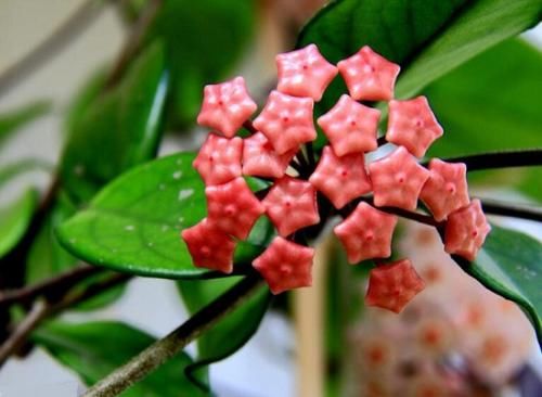 球兰,集观叶、赏花、闻香于一身,栽培难度低,新手也能养