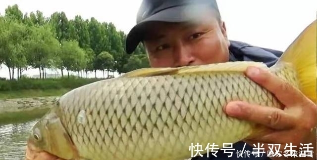 麦粒|用过最好的饵料,没有之一,饵料一入水就被鲫鲤鱼疯抢