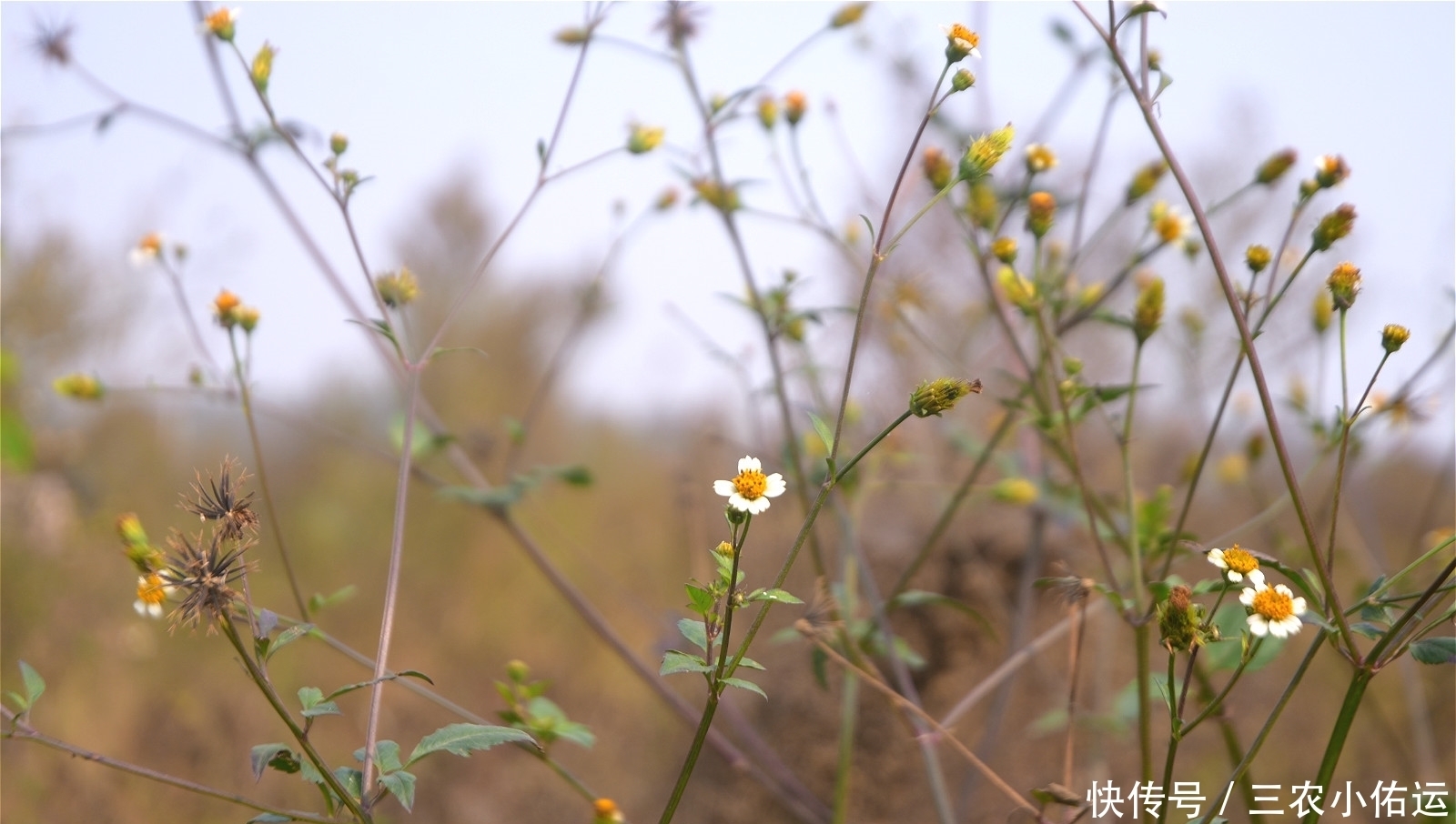 農(nóng)村有種“鬼不纏”的植物,是流落民間的中藥材,小時(shí)候當(dāng)暗器