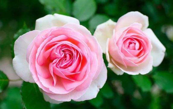 几款花卉,花量大花期长,阳台种一盆,一年阳台全是花