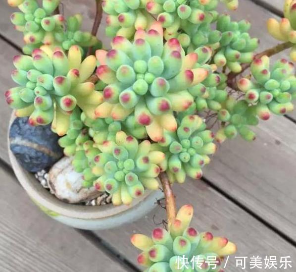 什么状态的多肉需要趁早换盆碰上4种情况,早动手早受益