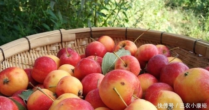 农村一种野果长得像苹果,口感细腻味道甜,市场上一斤10元