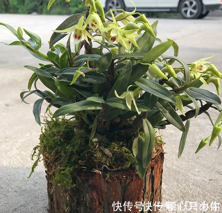 盆栽|4种“杀菌花”,冬天养几盆,清香漂亮,空气清新,家里人少生病