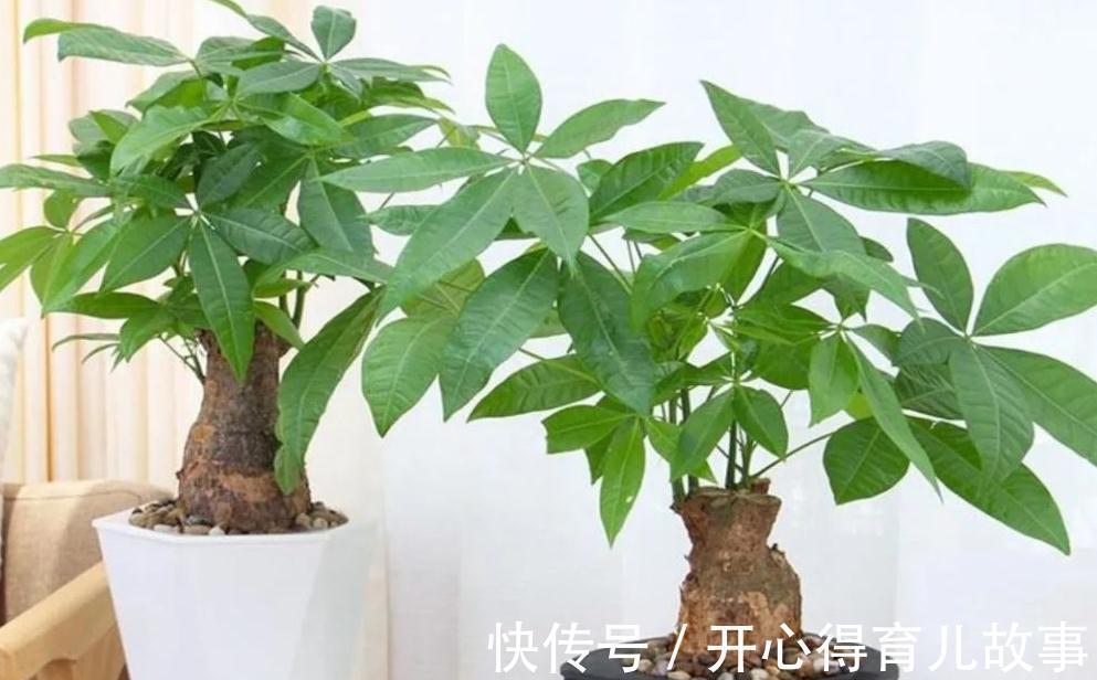 天冷发财树就黄叶,2个“病因”揪出来,分分钟解决,叶片油绿