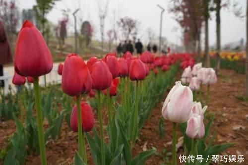 中年|快来洛南“郁”见春天这里千万株郁金香进入盛花期,像一道道彩虹