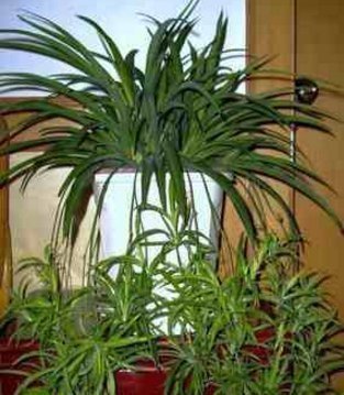 爆盆|文竹、绿萝、吊兰生长慢吞吞，学我这么养，疯狂蹿个长爆盆