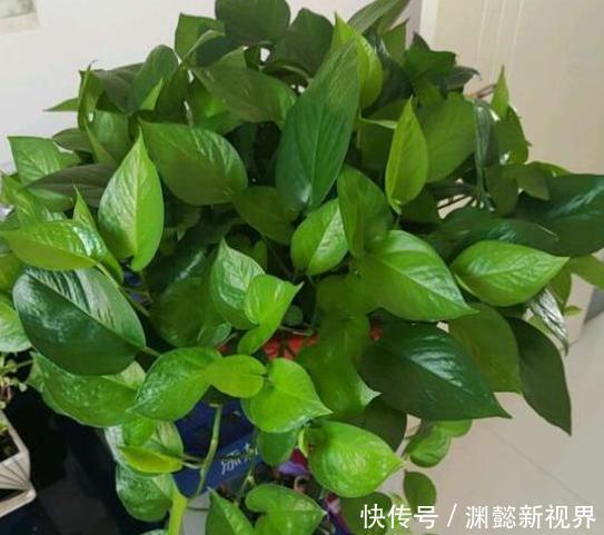 扦插绿萝谨记这4步简单操作，生根速度快、爆盆效果好！