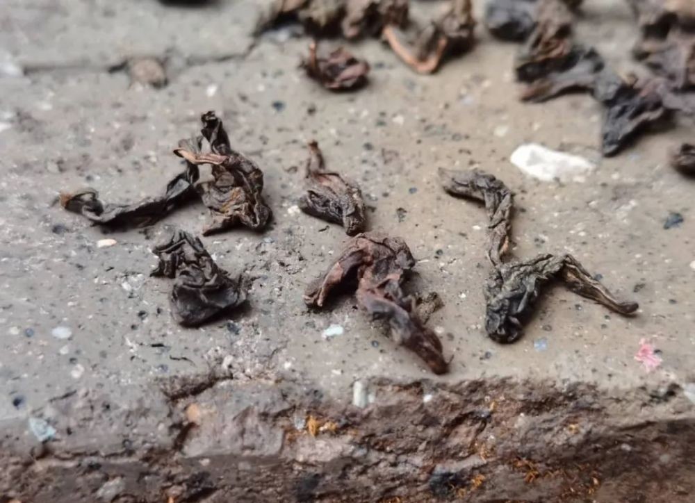 铁观音|茶因为香,才被人们喜欢,哪些茶香气好呢?